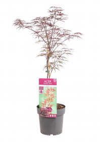Javor japonský, Acer palmatum Garnet, velikost kontejneru 3 l