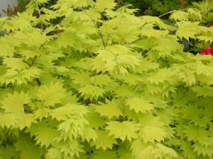 Javor shirasawanský, Acer shirasawanum Jordan, velikost kontejneru 4.5 l