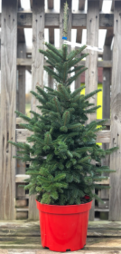 Jedle Fraserova, Abies fraserii, kontejnerovaný stromek, vysoká 80 - 100 cm