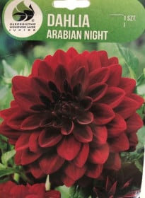 Jiřina hlíza, Dahlia Arabian Night, temně červená, balená, 1 ks