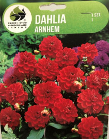 Jiřina hlíza, Dahlia Arnhem, červená, balená, 1 ks