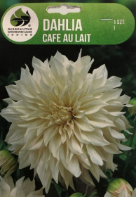 Jiřina hlíza, Dahlia Café au lait, bílo - růžová, balená, 1 ks