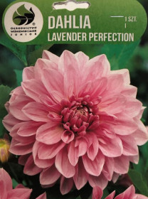 Jiřina hlíza, Dahlia Lavender Perfection, růžová, balená, 1 ks
