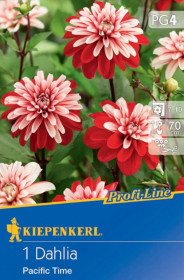 Jiřina hlíza, Dahlia Pacific Time, Kiepenkerl, červeno - bílá, 1 ks