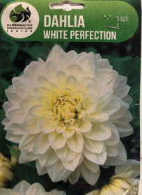 Jiřina hlíza, Dahlia White Perfection, Jacek, bílá, 1 ks