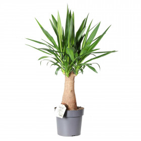 Juka obrovská, Yucca elephantipes, na kmínku, průměr květináče 24 cm