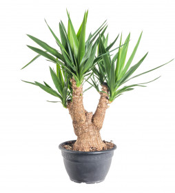 Juka pokojová, Yucca, větvená, průměr květináče 27 cm