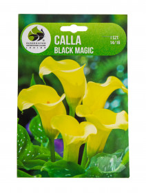 Kala hlíza, Calla Black Magic, Jacek, žlutá, 1 ks