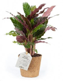 Kalatea, Calathea rufibarba, průměr květináče 17 cm