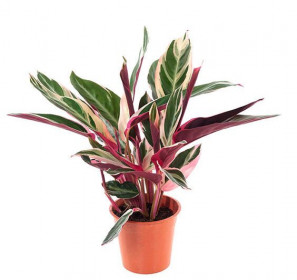 Kalatea, Calathea Triostar, průměr květináče 12 - 14 cm