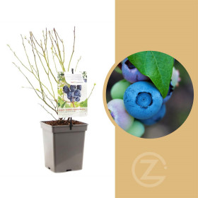 Kanadská borůvka, Vaccinium corymbosum Jersey, velikost kontejneru 5 l