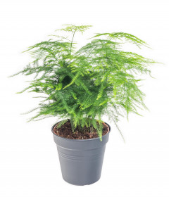 Kapradina chřestová, Asparagus setaceus, vysoká do 30 cm