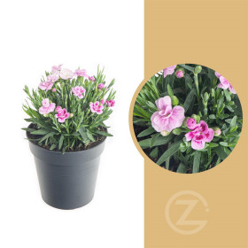 Karafiát, Dianthus Pink Kisses, růžová, průměr květináče 10 - 12 cm