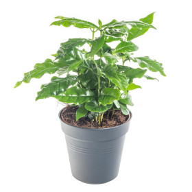 Kávovník arabský, Coffea arabica, průměr květináče 10 - 12 cm