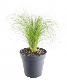 Kavyl péřovitý, Stipa tenuissima Pony Tails, velikost kontejneru 3 l
