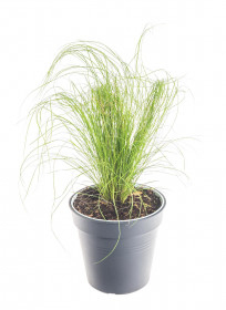 Kavyl péřovitý, Stipa tenuissima Pony Tails, velikost květináče 10.5 cm