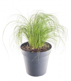 Kavyl péřovitý, Stipa tenuissima, velikost kontejneru 2 l