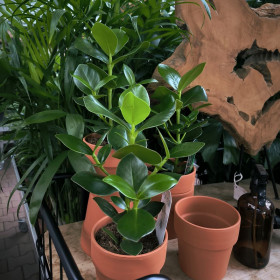 Klusie, Clusia rosea Princess, průměr květináče 12 cm