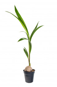 Kokosovník ořechoplodý, cocos nucifera, průměr květináče 19 cm