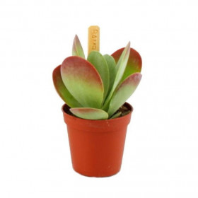 Kolopejka, Kalanchoe thyrsiflora, zeleno - červená, průměr květináče 6 cm