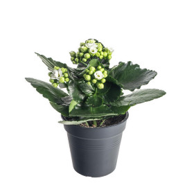 Kolopejka vděčná, Kalanchoe blossfeldiana, bílá