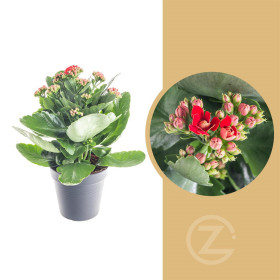 Kolopejka vděčná, Kalanchoe blossfeldiana, červená