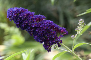 Komule Davidova, Buddleja davidii Black Knight, velikost kontejneru 2.5 l