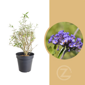 Komule Davidova, Buddleja davidii Nanho Blue, velikost kontejneru 2 l