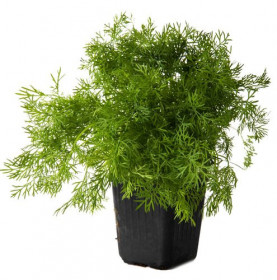 Kopr vonný, Anethum graveolens, v květináči