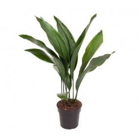 Kořenokvětka, Aspidistra elatior, průměr květináče 17 cm