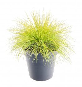Kostřava, Festuca gautieri AmiGold, velikost kontejneru 2 l