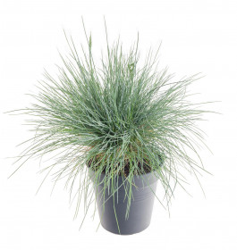Kostřava sivá, Festuca glauca Intense Blue, velikost kontejneru 2 l