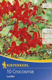 Křešina hlíza, Crocosmia Lucifer, Kiepenkerl, červená, 10 ks