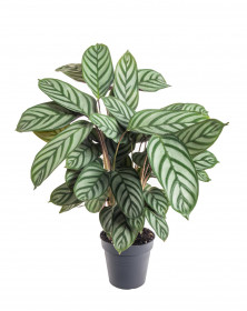 Ktenante, Ctenanthe, průměr květináče 13 - 15 cm