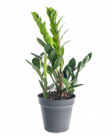 Kulkas zamiolistý, Zamioculcas zamiifolia, průměr květináče 12 - 13 cm