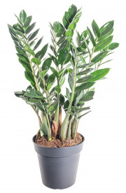 Kulkas zamiolistý, Zamioculcas zamiifolia, průměr květináče 17 cm