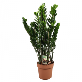 Kulkas zamiolistý, Zamioculcas zamiifolia, průměr květináče 21 cm