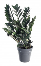 Kulkas zamiolistý, Zamioculcas zamiifolia Super Nova, průměr květináče 17 cm