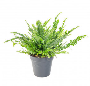 Ledviník, Nephrolepis exaltata, průměr květináče 10 - 12 cm