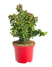 Leukothoe, Leucothoe axillaris Curly Red, velikost kontejneru 2.5 l
