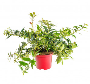 Leukothoe, Leucothoe keiskei Royal Ruby, velikost kontejneru 2.5 l