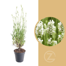 Levandule lekařská, Lavandula angustifolia Alba, bílá, průměr květináče 13 cm