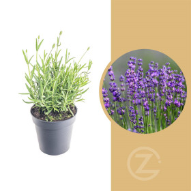 Levandule lekařská, Lavandula angustifolia Felice, průměr květináče 10.5 cm