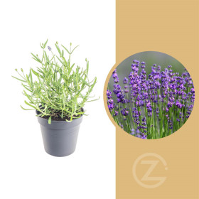 Levandule lekařská, Lavandula angustifolia Felice, průměr květináče 12 cm