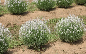 Levandule lekařská, Lavandula angustifolia Felice White, velikost kontejneru 1.5 l