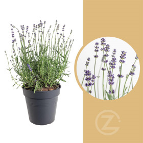 Levandule lékařská, Lavandula angustifolia Hidcote Blue Strain, velikost kontejneru 3 l