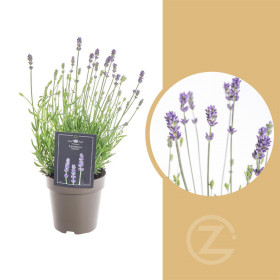 Levandule lekařská, Lavandula angustifolia Hidcote, průměr květináče 12 cm
