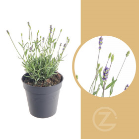 Levandule lekařská, Lavandula angustifolia Hidcote, průměr květináče 13 - 14 cm