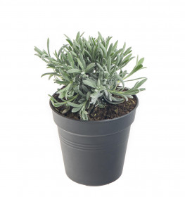 Levandule lékařská, Lavandula angustifolia, v květináči