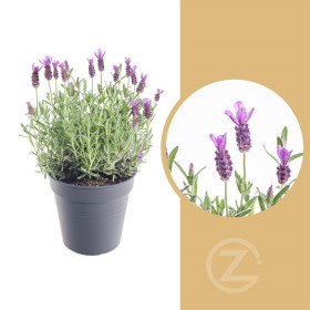 Levandule smilovitá, Lavandula stoechas Anouk, velikost kontejneru 1.5 l